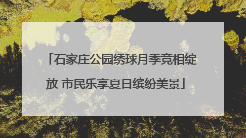 石家庄公园绣球月季竞相绽放 市民乐享夏日缤纷美景