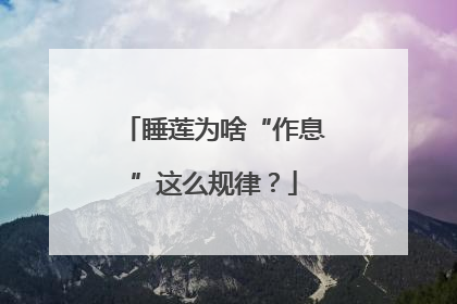睡莲为啥“作息”这么规律？
