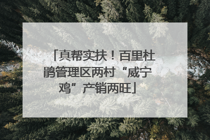 真帮实扶！百里杜鹃管理区两村“威宁鸡”产销两旺