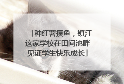种红薯摸鱼，镇江这家学校在田间池畔见证学生快乐成长
