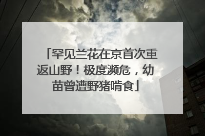 罕见兰花在京首次重返山野！极度濒危，幼苗曾遭野猪啃食