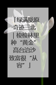 绿满陇原·奇迹三北｜梭梭林里种“黄金” 高台治沙致富很“从容”