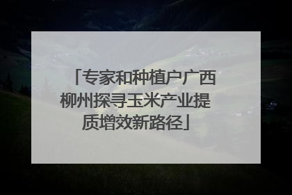 专家和种植户广西柳州探寻玉米产业提质增效新路径