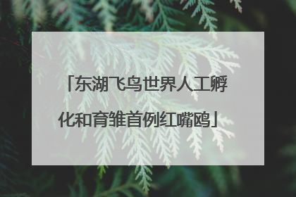 东湖飞鸟世界人工孵化和育雏首例红嘴鸥