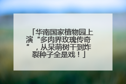 华南国家植物园上演“多肉界玫瑰传奇”，从呆萌树干到炸裂种子全是戏！