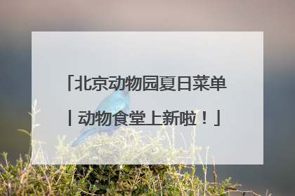 北京动物园夏日菜单丨动物食堂上新啦！
