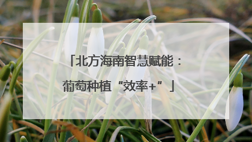 北方海南智慧赋能：葡萄种植“效率+”