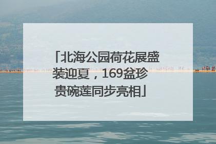 北海公园荷花展盛装迎夏，169盆珍贵碗莲同步亮相