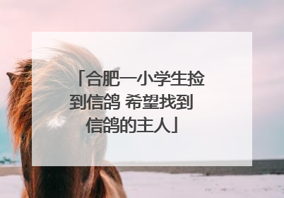 合肥一小学生捡到信鸽 希望找到信鸽的主人