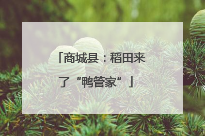 商城县：稻田来了“鸭管家”