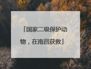 国家二级保护动物，在南昌获救