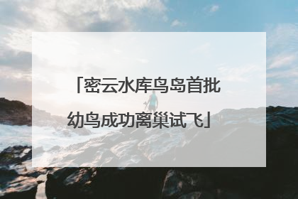 密云水库鸟岛首批幼鸟成功离巢试飞