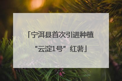 宁洱县首次引进种植“云淀1号”红薯