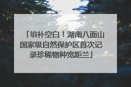 填补空白！湖南八面山国家级自然保护区首次记录珍稀物种宽距兰