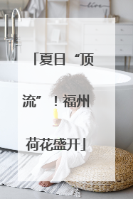 夏日“顶流”！福州荷花盛开
