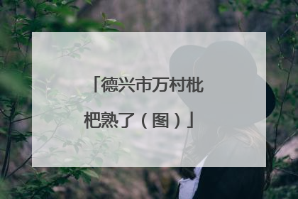 德兴市万村枇杷熟了（图）
