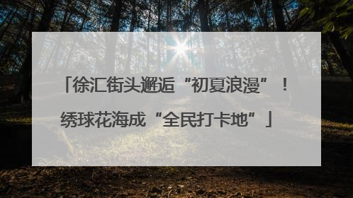 徐汇街头邂逅“初夏浪漫”！绣球花海成“全民打卡地”
