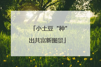 小土豆“种”出共富新图景