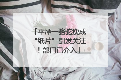 平潭一骆驼瘦成“纸片”引发关注！部门已介入