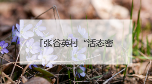 张谷英村“活态密码”引百万客！古村焕新，家风+科技成文旅融合新爆点