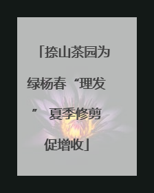 捺山茶园为绿杨春“理发” 夏季修剪促增收