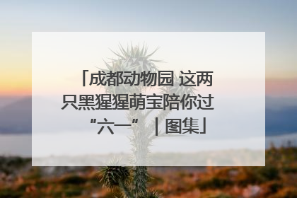 成都动物园 这两只黑猩猩萌宝陪你过“六一”｜图集