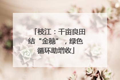 枝江：千亩良田结“金穗”，绿色循环助增收