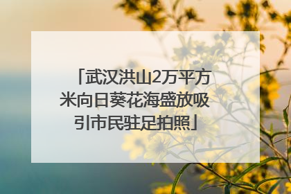 武汉洪山2万平方米向日葵花海盛放吸引市民驻足拍照