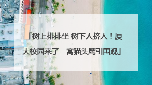 树上排排坐 树下人挤人！厦大校园来了一窝猫头鹰引围观