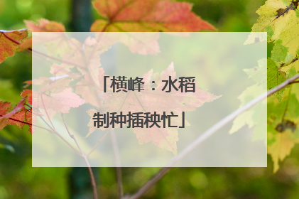横峰：水稻制种插秧忙
