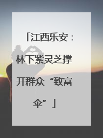 江西乐安：林下紫灵芝撑开群众“致富伞”