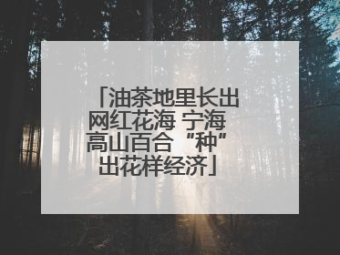 油茶地里长出网红花海 宁海高山百合“种”出花样经济
