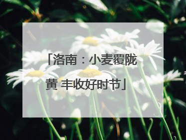 洛南：小麦覆陇黄 丰收好时节