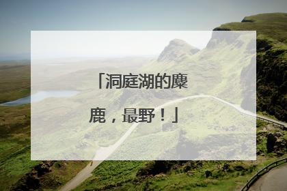 洞庭湖的麋鹿，最野！