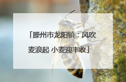 滕州市龙阳镇：风吹麦浪起 小麦迎丰收