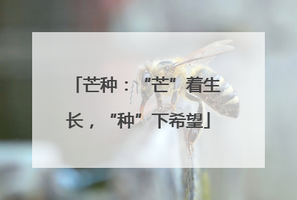 芒种：“芒”着生长，“种”下希望