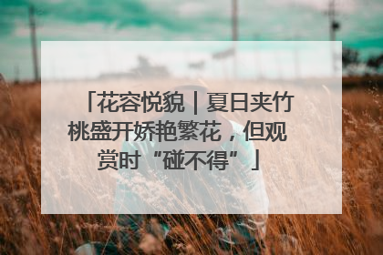 花容悦貌｜夏日夹竹桃盛开娇艳繁花，但观赏时“碰不得”