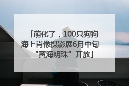 萌化了，100只狗狗海上肖像摄影展6月中旬“黄海明珠”开放