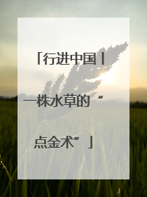 行进中国丨一株水草的“点金术”