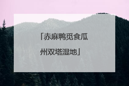 赤麻鸭觅食瓜州双塔湿地