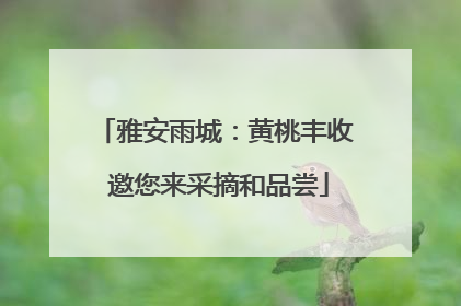 雅安雨城：黄桃丰收 邀您来采摘和品尝