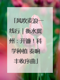 风吹麦浪一线行｜衡水冀州：开镰！科学种植 奏响丰收序曲