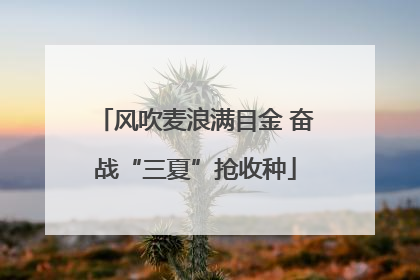风吹麦浪满目金 奋战“三夏”抢收种