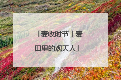 麦收时节丨麦田里的观天人
